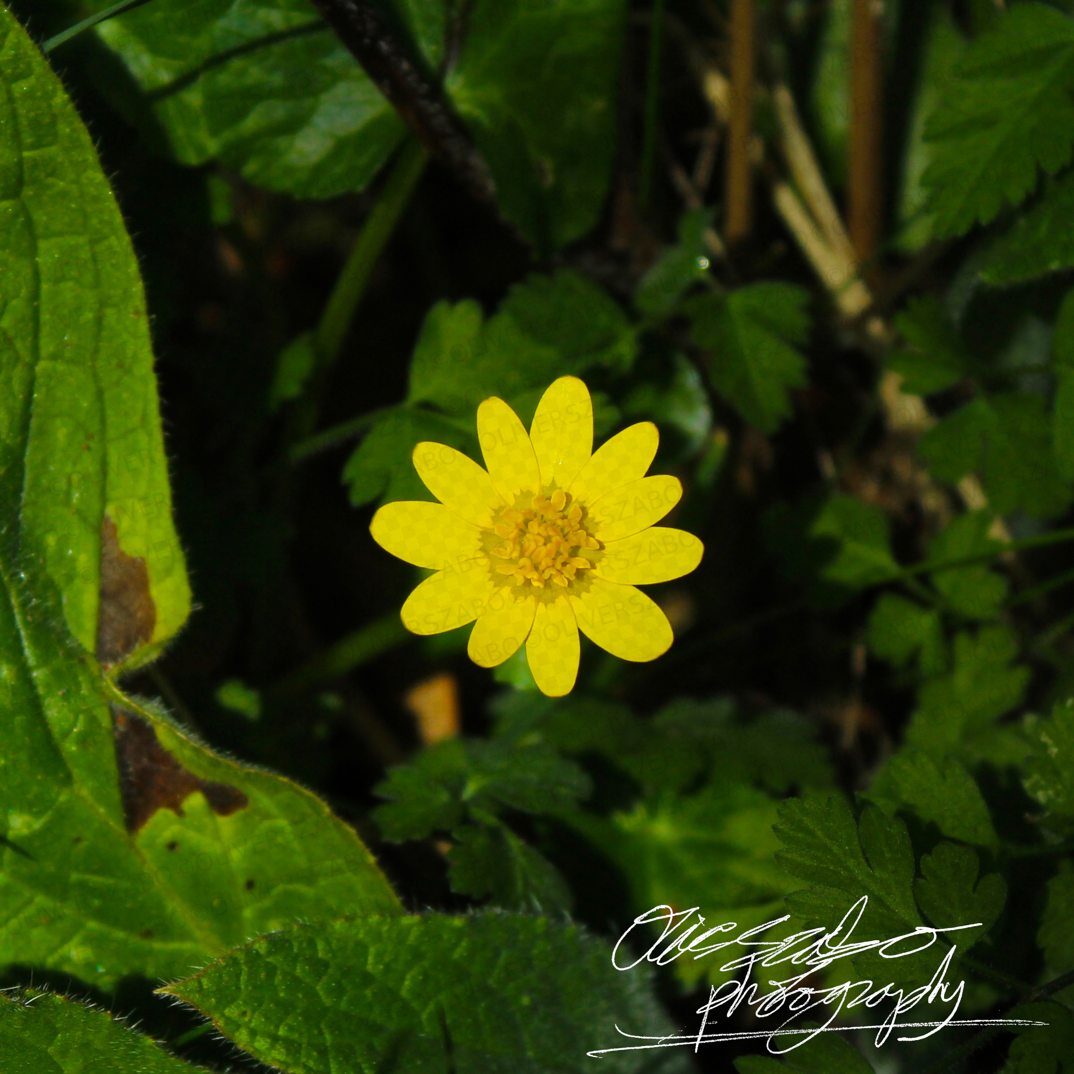 Yellow Flower